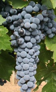 Red_Mountain_Cabernet_Sauvignon_grapes_from_Hedge_Vineyards